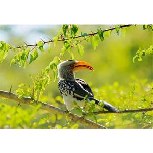 مگنت طرح طبیعت و پرنده مدل T1994
