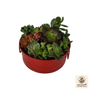 گیاه طبیعی دیش گاردن ساکولنت کد 02
