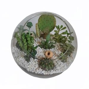 گیاه طبیعی دیش گاردن کاکتوس و ساکولنت کد A