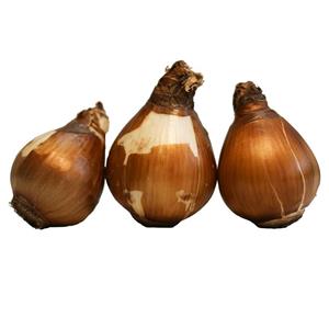 پیاز گل نرگس مدل ممتاز بسته 3 عددی