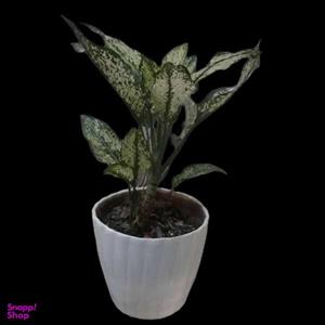 گیاه طبیعی آگلونما برفی کد 130