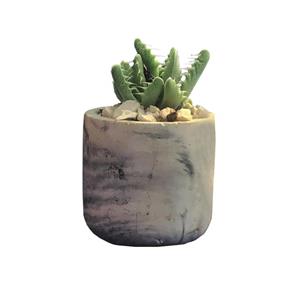 گیاه طبیعی کاکتوس ساکولنت فوکورییا  مدل s-9