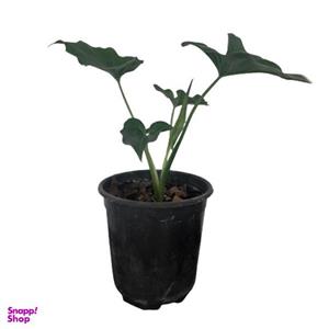 گیاه طبیعی برگ انجیری کد G12