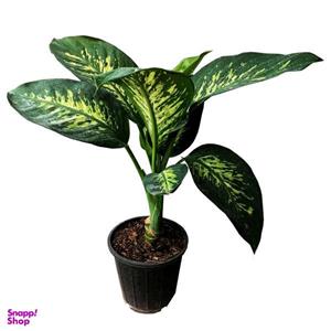 گیاه طبیعی دیفن باخیا کد HD11