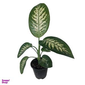 گیاه طبیعی دیفن باخیا کد G05