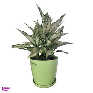 گیاه طبیعی آگلونما کد G01