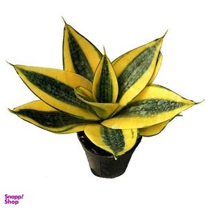 گیاه طبیعی سانسوریا هانی کد ls12