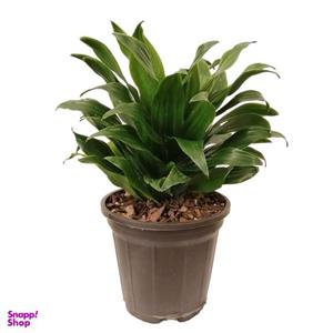 گیاه طبیعی دراسنا کامپکت کد pg9