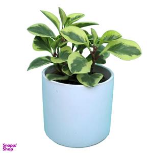 گیاه طبیعی برگ قاشقی کد a01