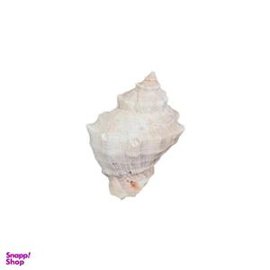 صدف تزیینی مدل مورکس بسته 3 عددی