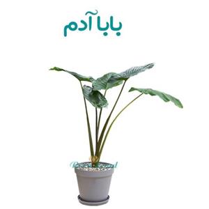 گلدان بابا آدم کد 514/20