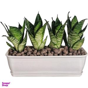 گیاه طبیعی سانسوریا مدل پاکوتاه