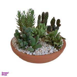 گیاه طبیعی مدل دیش گاردن کاکتوس و ساکولنت