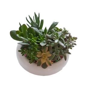 گیاه طبیعی مدل دیش گاردن کاکتوس و ساکولنت کد 20