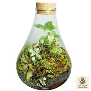 تراریوم گیاه طبیعی مدل پوپک