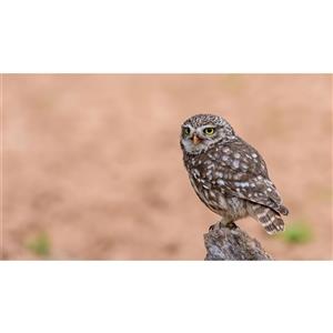 تابلو شاسی طرح پرنده جغد مدل T7719