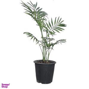 گیاه طبیعی نخل شامادورا کد 112