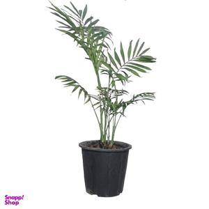گیاه طبیعی نخل شامادورا کد 112