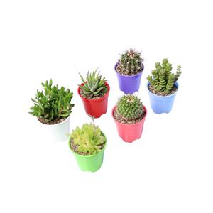 گیاه طبیعی کاکتوس و ساکولنت آیدین کاکتوس کد CB-050 مجموعه 6 عددی