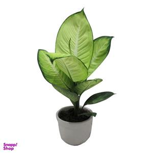 گیاه طبیعی دیفن باخیا نئون کد M01