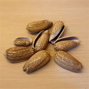 صدف تزیینی مدل حلزونی وزن 35 گرم
