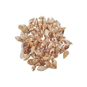 صدف تزیینی مدل حلزونی وزن 35 گرم