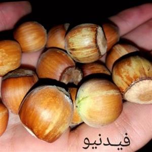 فندق با پوست 500گرمی