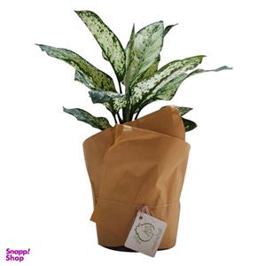 گیاه طبیعی آگلونما ناردونه کد AB - M02
