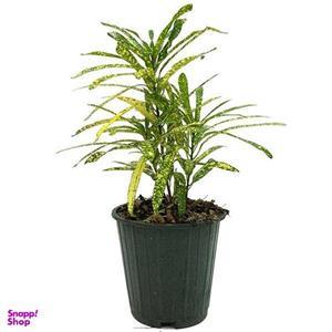 گیاه طبیعی آکوبا مدل A04