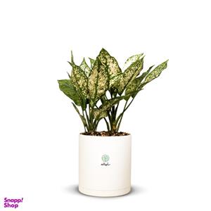گیاه طبیعی آگلونما سفیدبرفی 2 بوته کد 20456