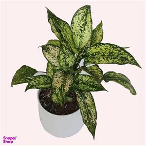 گیاه طبیعی آگلونما کد 02