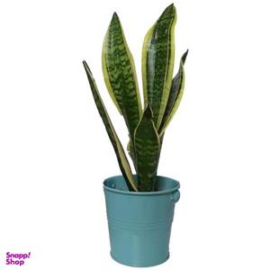 گیاه طبیعی سانسوریا کرواتی ابلق کد pf03