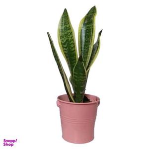 گیاه طبیعی سانسوریا کرواتی ابلق کد pf06