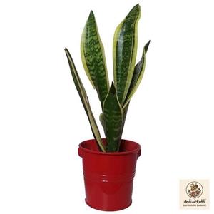 گیاه طبیعی سانسوریا کرواتی ابلق کد pf06