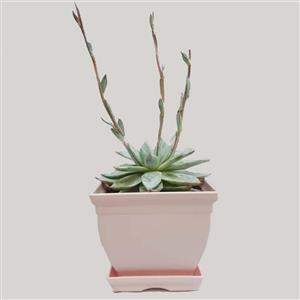 گیاه طبیعی ساکولنت آچوریا کد 04 Echeveria succulent plant cod 