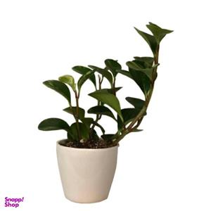 گل طبیعی قاشقی مدل peper