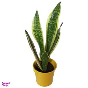 گیاه طبیعی سانسوریا کرواتی ابلق کد pf01
