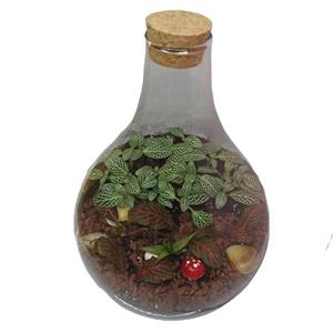 تراریوم گیاه طبیعی کد ۱۰۷