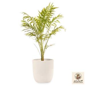 گیاه طبیعی اریکا گلیتال مدل GTL112