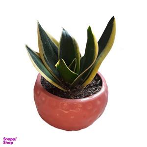 گیاه طبیعی سانسوریا بلک گلد کد AS -01
