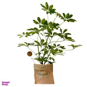 گیاه طبیعی شفلرا کد P.A.017