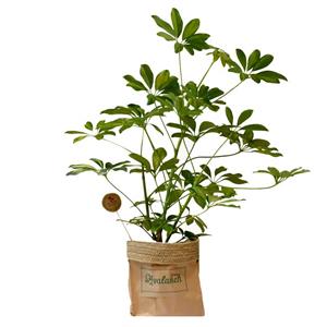 گیاه طبیعی شفلرا کد P.A.017