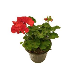 گیاه طبیعی شمعدانی کد yt17