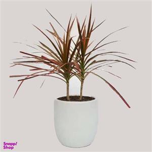گیاه طبیعی دراسنا کد D01