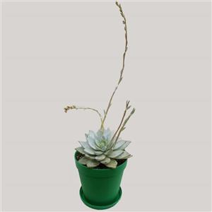گیاه طبیعی ساکولنت اچوریا کد s02 Echeveria succulent plant 