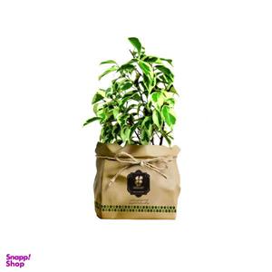 گیاه طبیعی بنجامین ابلق شرکت گلباران سبز گیلان مدل GN13-13K