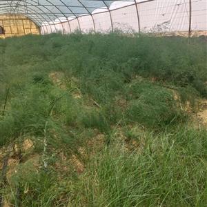 مارچوبه درجه یک 