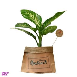 گیاه طبیعی دیفن باخیا کد P.A.018