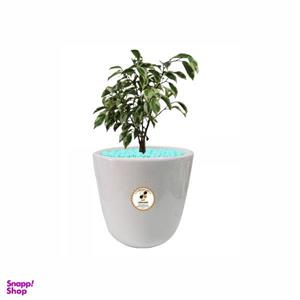 گیاه طبیعی بنجامین ابلق شرکت گلباران سبز گیلان مدل GN13-13S