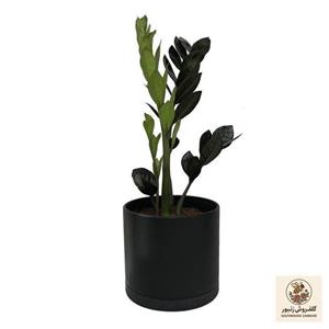 گیاه طبیعی زاموفیلیا سوپر بلک کد LS-05G